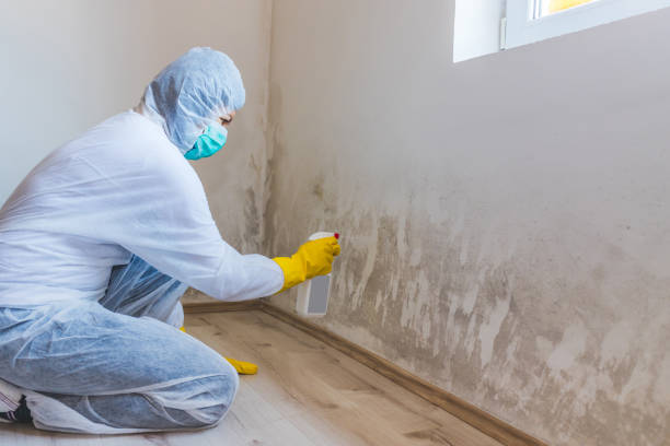 Licensed Commercial Mold Remediation service in Cameron Park, TX - 24 Hour Mold Removal