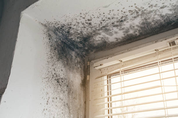 Affordable Commercial Mold Remediation solutions in Cameron Park, TX